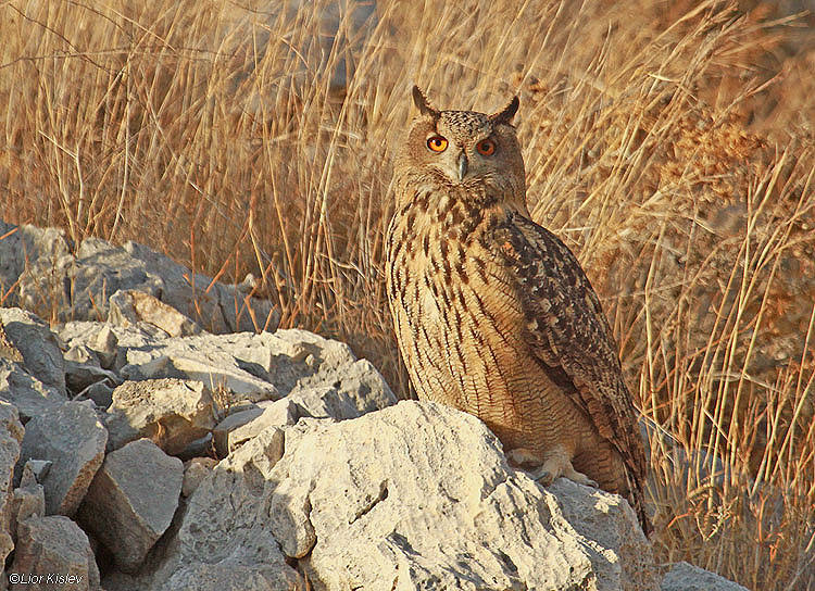   Eurasian Eagle-Owl  Bubo bubo ,Mount Gilboa,08-12-10. Lior Kislev              